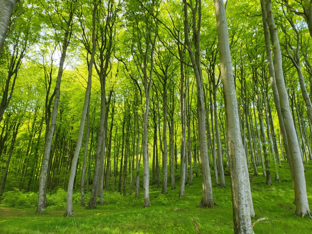 Natur Sassnitz Rügen Ferienwohnung